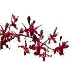 Dendrobium  Maroon Five